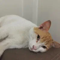 واگذاری گربه آرام