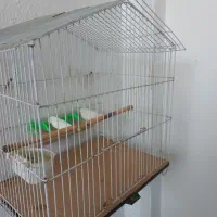 یک عدد فنچ سفید نژاد آلبینو|پرنده|بابلسر, |دیوار