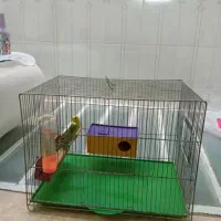 قفس پرنده و پرنده مرغ عشق ماده و نر|پرنده|شیراز, شهرک صدا و سیما|دیوار