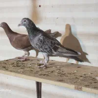 جفت هفترنگ خطی