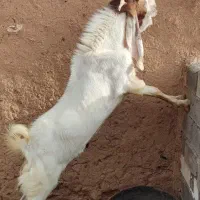 اسب سفید تکه اسراییلی اصل