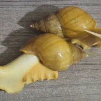 حلزون آچاتینا