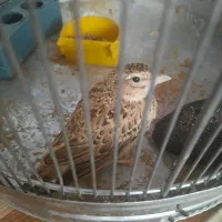 سهره خاکی
