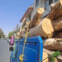 درخت خرید و برش درختان خشگ|خدمات باغبانی و درختکاری|محمدشهر, محمدشهر|دیوار