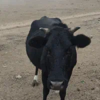 لیشه شکم دار|حیوانات مزرعه|رودبار, |دیوار