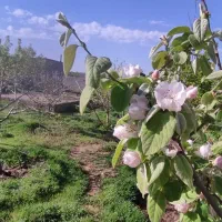 باغ ویلا مسکونی ۸۰۰ متری ۳۰ متر بنا کنتربرق ماریان