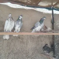 کبوتر دمگیر و تهرونی شکار