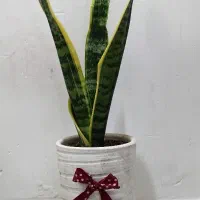 گل و گیاه هدیه روز مادر|گل و گیاه طبیعی|اهواز, شهدای انتظامی|دیوار