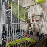 طوطی ملنگو معاوضه با صندلی راک یا مرغ عشق انگلیسی|پرنده|مشهد, شهرک امام هادی (شهرک غرب)|دیوار