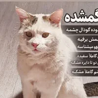 گربه گمشده