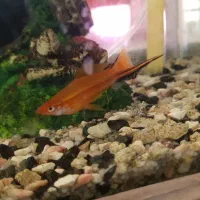 ماهی گوپی و سوارتل