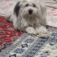 سگ پیداشده|سگ|شهرضا, |دیوار