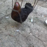 مرغ