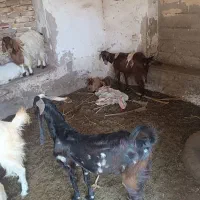 فروش دوتا گوسفند دوقلو زا
