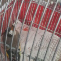 سیره چهار گل نر