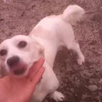 اشپیتز ماده