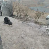 بوقلمون|حیوانات مزرعه|یاسوج, |دیوار