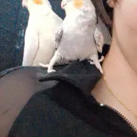 یه جفت عروس هلندی رام مولد