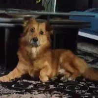 سگ گمشده نر خارجی به نام پسر حوالی حیدرآباد