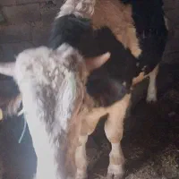 گاو نر|حیوانات مزرعه|مشگین شهر, |دیوار