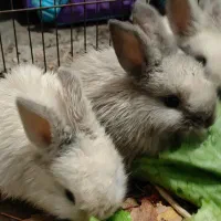 فروش سه عدد بچه خرگوش لوپ