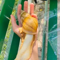 رایگان