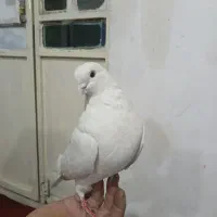 کبوتر خال دار|پرنده|چگنی, |دیوار