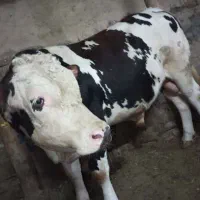 حیوانات|حیوانات مزرعه|خواجه, |دیوار