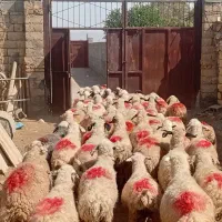 ۵۲راس میش عراقی و۳راس قوچ میش رون فروشی