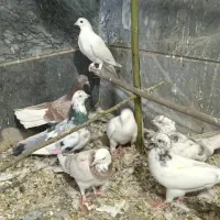 کفتر گرفتنی|پرنده|قم, آزادگان|دیوار