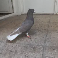 سرکه ای دمسفید