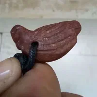 هبهاب