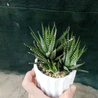گیاه ساکولنت