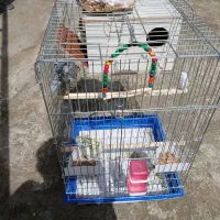 ۳ عدد عروس هلندی