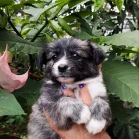 سگ اشپیتز ماده|سگ|رشت, حومه رشت|دیوار