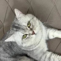 جفت گیری بریتیش چشم سبز