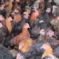 جوجه محلی|حیوانات مزرعه|مرودشت, محمد آباد|دیوار