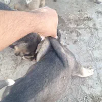 کته پژدر|سگ|شاهرود, |دیوار