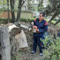 برش و هرس درخت با اره موتوری تهران کرج شهریار|خدمات باغبانی و درختکاری|شهریار, دهشاد بالا|دیوار