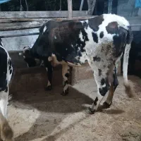 گاو دورگ هلشتاین وگوساله نر|حیوانات مزرعه|سنگر, |دیوار