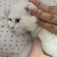 گربه اسکاتیش سفید ماده / 3 ماهه