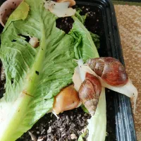 حلزون مولد|خزنده|مشهد, شاهد (شهرک غرب)|دیوار