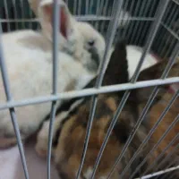 دوعدد نر سالم چاق شش ماهه ۶۰۰ولوپ ۴۰۰|موش و خرگوش|ارومیه, |دیوار