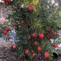 فروش انار باغ به صورت یکجا|خوردنی و آشامیدنی|سلفچگان, |دیوار