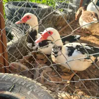 غاز وقوقاز.اردک روسی