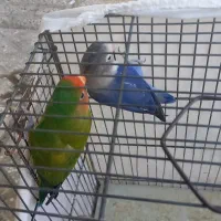 سلام یک جفت پرنده دو تارادیون ویک کپسول ویک