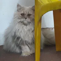 گربه پرشین  .