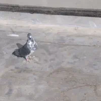 کبوتر شهرضا|پرنده|شهرضا, |دیوار