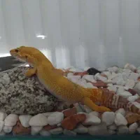 معاوضه کگو ماده با کگو نر|خزنده|کرج, کمال‌شهر|دیوار