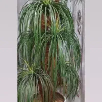 درختچه (یزدانشهر )